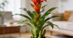 Guzmania rozmnażanie krok po kroku: od podstaw do sukcesu