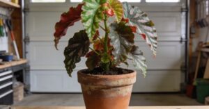 Begonia Dragon zimowanie: Kompleksowy przewodnik dla każdego faceta