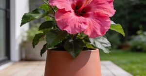 Hibiskus bagienny rozmnażanie: praktyczny poradnik krok po kroku