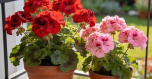 Choroby pelargonii: jak rozpoznać, leczyć i ratować kwiaty na balkonie