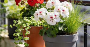 Z czym łączyć pelargonie? Najlepsze roślinne kompozycje na balkon