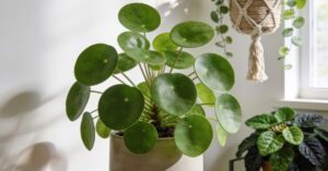 Pilea odmiany: Którą wybrać do swojego domu?