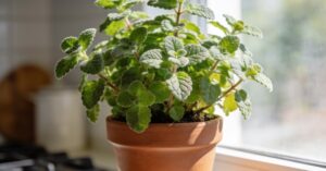 Oregano kubańskie uprawa: Kompleksowy przewodnik krok po kroku