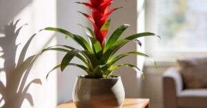 Guzmania pielęgnacja: jak dbać o tę egzotyczną roślinę w doniczce?