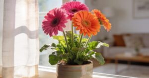Gerbera doniczkowa: kompleksowa pielęgnacja i sekrety kwitnienia