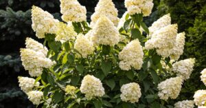 Hortensja Grandiflora: Kompleksowy przewodnik uprawy i pielęgnacji