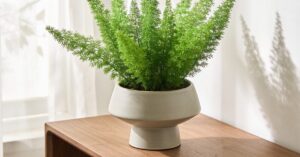 Asparagus pierzasty przycinanie: kompletny poradnik i techniki cięcia