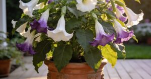 Datura: piękna, ale niebezpieczna roślina w Twoim ogrodzie